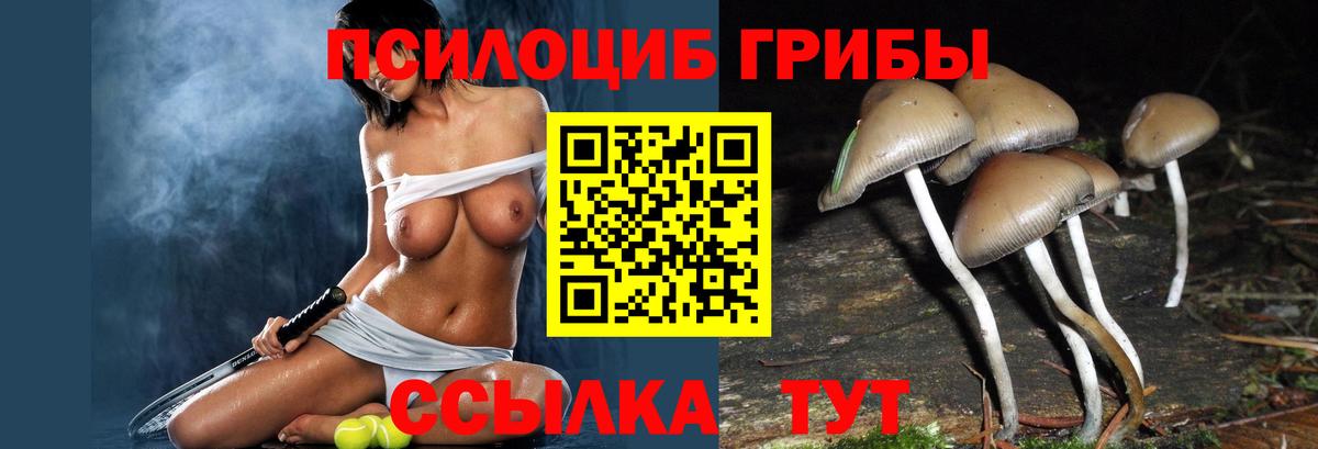 Псилоцибиновые грибы Cubensis Менделеевск